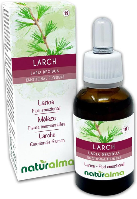 Naturalma Lärche Larix decidua Tropfen