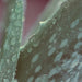 Naissance Aloe Vera Gel