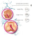 FOPS Klassische vibratoren Vibration für frauen