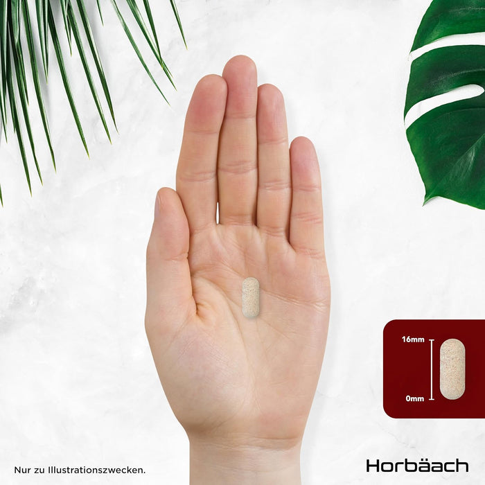Horbäach Panax Ginseng