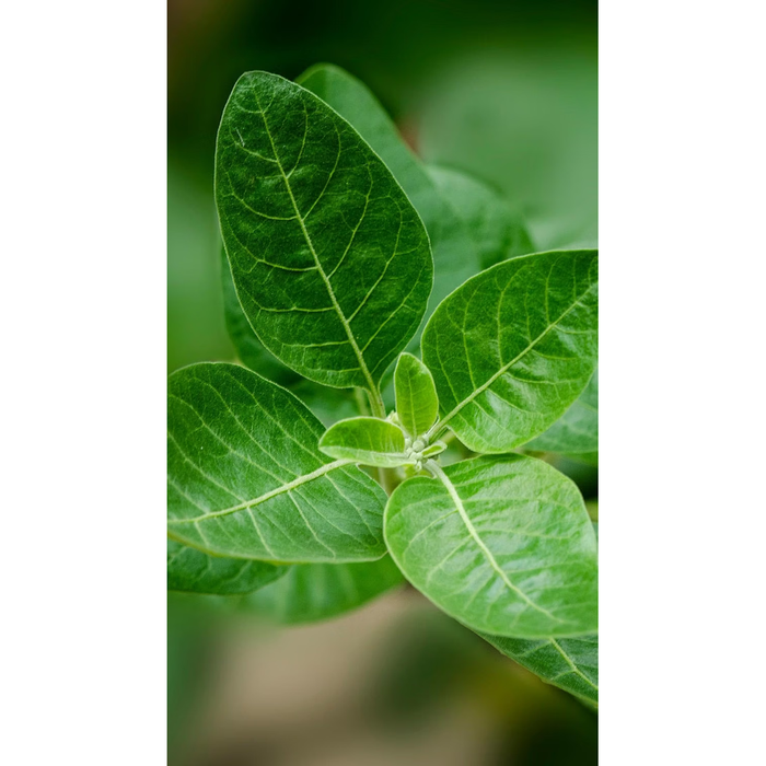 Nutri&Co Ashwagandha KSM-66