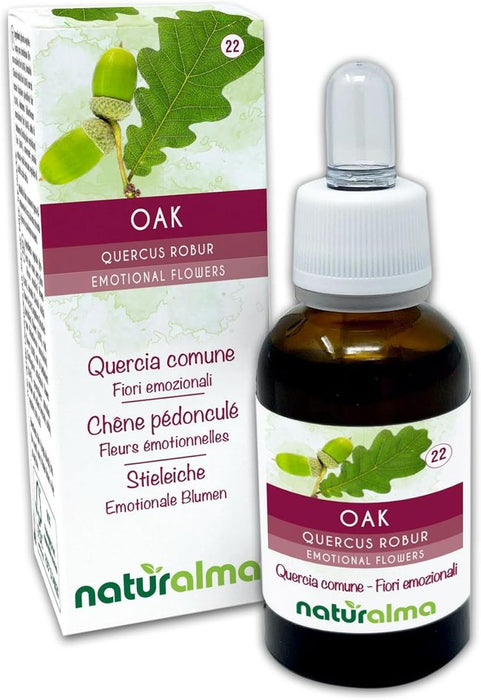Naturalma Stieleiche Quercus robur var. pedunculata Tropfen