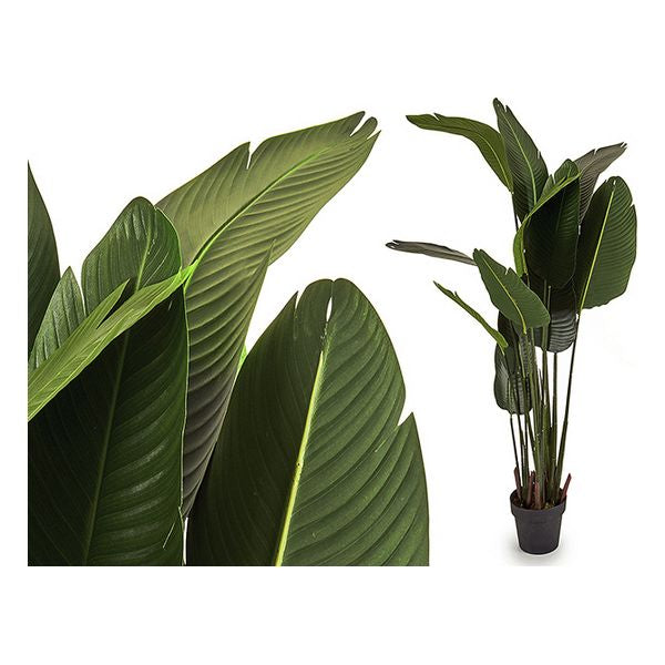 Dekorationspflanze Ibergarden (40 x 176 x 40 cm)