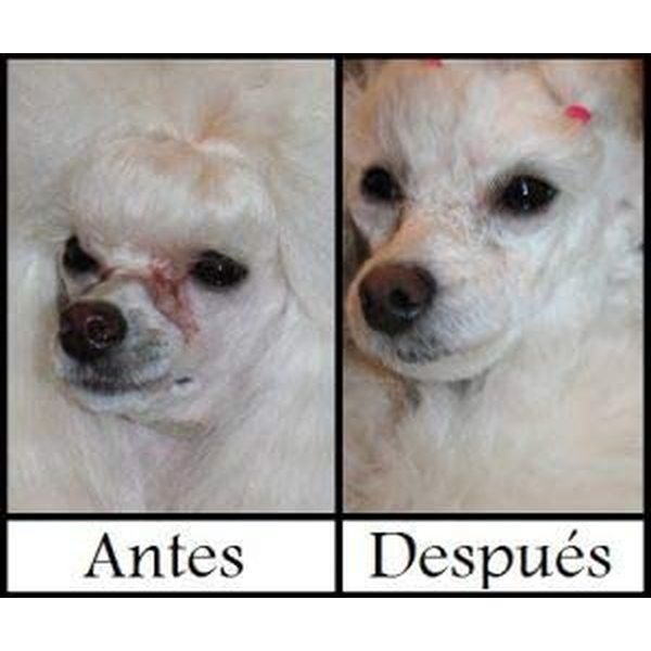 Augenkontur-Gel Artero Pretty Eyes Hund Wagenheber (250 ml) (Refurbished A+)