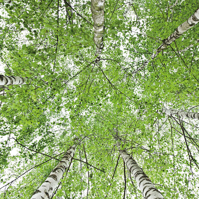 Bio Birken Cellulite-Öl - straffendes Naturkosmetik Körperöl für neue Spannkraft und glatte Haut. Wirkung dermatologisch bestätigt